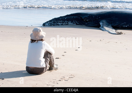 Baleine échouée que j'ai trouvé sur la plage de la côte sud de la Nouvelle-Galles du Sud. J'ai alerté l'équipe de secours Banque D'Images