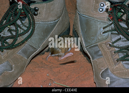 Jeune Rat kangourou d'Ord (Dipodomys ordi) en se cachant dans la sécurité des bottes de randonnée, près de Moab Utah nous. Banque D'Images