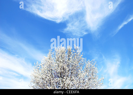 Printemps,arbre,nuages,ciel,bleu,jardin,cerisier en fleurs Banque D'Images