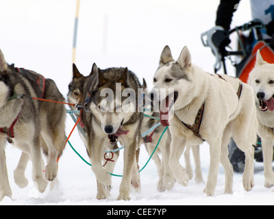 Sledgedogs dans un concours sur la neige Banque D'Images