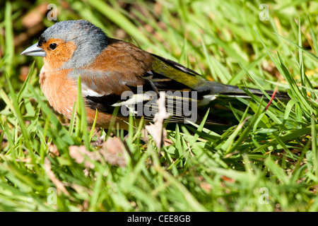 Chaffinch homme au repos sur l'herbe Banque D'Images