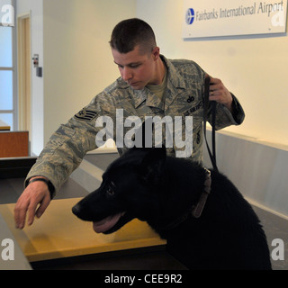 Le sergent Robert Brown et chien de travail militaire benny rechercher un bureau d'explosifs lors d'un balayage de la nouvelle aile à l'aéroport international de fairbanks Fairbanks, Alaska, le 5 mai. La nouvelle aile a été ouvert au public le 7 mai. Le sergent Brown et benny sont une équipe mwd affecté à la 354e escadron des forces de sécurité, eielson Air Force Base, en Alaska. Banque D'Images