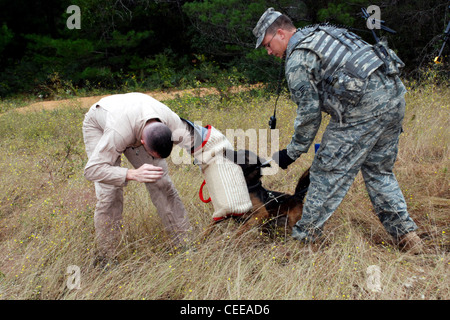 Le senior Airman Eric Glass et son chien de travail militaire, Kim, appréhendent un « chien de garde » lors d'un exercice de patrouille Brave Defender le 23 octobre à la base aérienne d'Eglin, en Floride. Le cours de formation de deux semaines du 96e Escadron d'entraînement au combat au sol a ajouté un appareil de chien de travail militaire à son programme. Airman Glass est au 42e Escadron des forces de sécurité de la base aérienne de Maxwell, en Alabama Banque D'Images