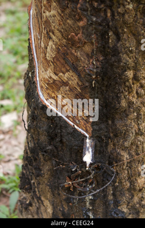 Para Caoutchouc (Hevea brasiliensis) (arbre de la famille Euphorbiaceae) avec des coupes en spirale dans l'écorce pour récolter le latex liquide Banque D'Images