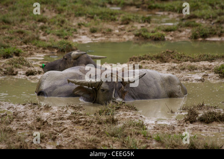 Les buffles d'eau domestique - buffle d'Asie (Bubalus bubalis) se baigner dans la boue sur l'île de Koh Yao Noi en Thailande Banque D'Images