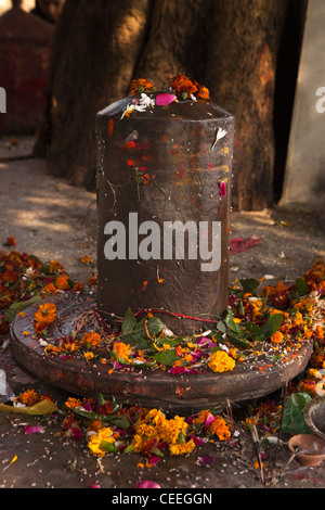 L'Inde, Uttar Pradesh, Varanasi, Assi Ghat, Asi-Sangameshwara culte de Shiva offres fleurs décorant limgam Banque D'Images