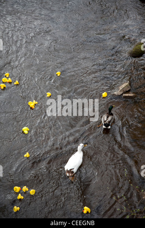 Du vrai les canards et les canards en caoutchouc lors d'une course de canards sur la rivière Colne dans Marsden, UK Banque D'Images