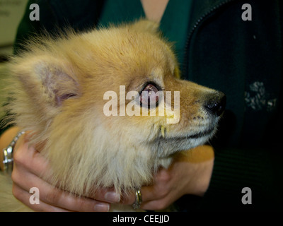 Chien Pomeranian avec Ulcère cornéen Banque D'Images