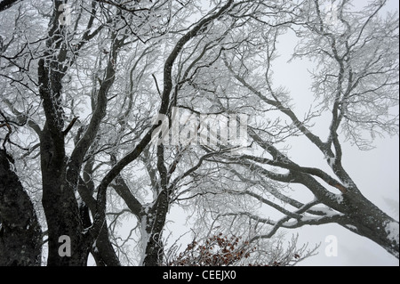 Couvert de neige des branches Banque D'Images