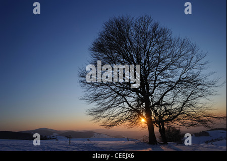 Forêt Noire en hiver Banque D'Images