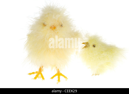 Chicklings jaune photo sur le fond blanc Banque D'Images