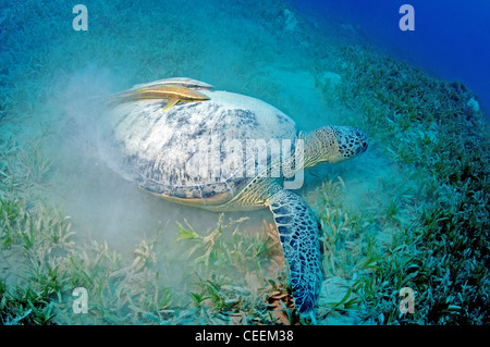 Tortue dans l'herbe de mer avec remoras, Mer Rouge Banque D'Images