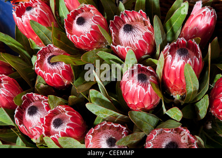 Fleurs rouges en fleurs Proteus exotiques (protea cynaroides), buissons de sucre ou fleur en coussinet en fleur.Fleur de Madère dans le marché de Funchal, Portugal. Banque D'Images