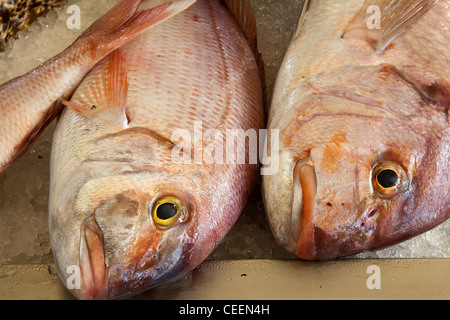 Basse rouge Poisson de Madère sur de la glace concassée dans Funchal, Portugal Marché aux poissons Banque D'Images