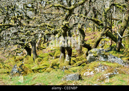 Bois de chêne rabougri à Black-a-tor Copse, Dartmoor, Devon Banque D'Images