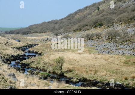 Bois de chêne rabougri à Black-a-tor Copse, Dartmoor, dans le Devon avec l'Ouest Okement au premier plan Banque D'Images