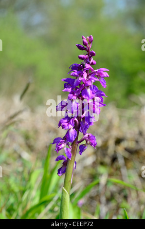 Early Purple Orchid sur une banque de couverture dans le Devon Banque D'Images