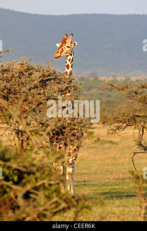 Girafe derrière acacia, Laikipia, Kenya Banque D'Images