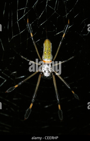 Globe Doré-Spider web Nephila clavipes Banque D'Images