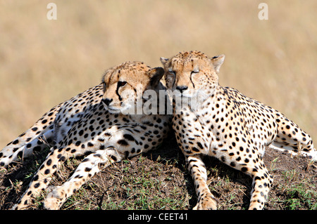 Les guépards sur fourmilière, Masai Mara, Kenya Banque D'Images