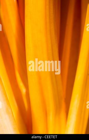 Les tiges de bette à carde jaune Banque D'Images