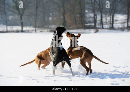 Stock Photo des chiens dans la neige Banque D'Images