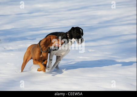 Stock Photo des chiens dans la neige Banque D'Images