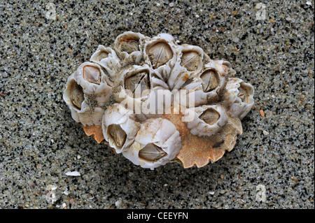 Les balanes Acorn / Rock balanes (Semibalanus balanoides) sur la carapace de crabe lavés sur plage, Belgique Banque D'Images