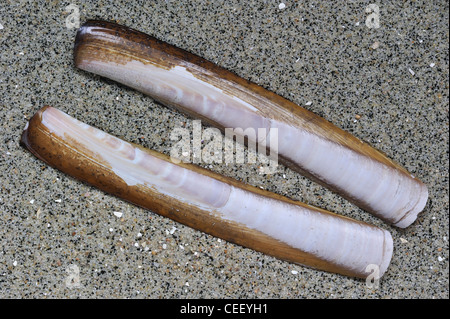 Jackknife américain / Couteau (Ensis directus / americanus) sur plage, Belgique Banque D'Images