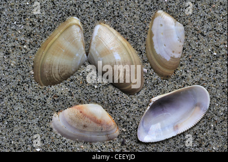 Wedge bagués (Donax vittatus) shells on beach, Belgique Banque D'Images