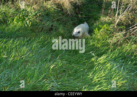 Halichoerus dh UK Joint joints gris de l'Atlantique nouvellement né bébé phoque dans grass Halichoerus grypus cub Ecosse Banque D'Images