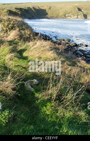 dh Halichoerus grypus sceaux Royaume-Uni nouveau-né Atlantic Grey sceaux pup dans l'herbe au-dessus de la rive pups orkney petits Banque D'Images