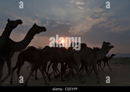 Les chameaux au coucher du soleil, Pushkar Camel Fair, Pushkar, Rajasthan, India Banque D'Images