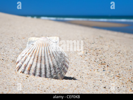 Close-up of scallop shell sur la magnifique plage vide avec de l'eau à distance Banque D'Images