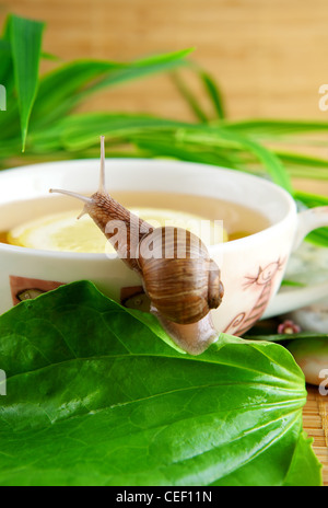 Tasse de thé vert avec du citron Banque D'Images