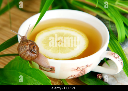 Tasse de thé vert avec du citron Banque D'Images