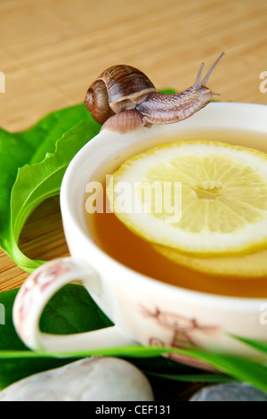 Tasse de thé vert avec du citron Banque D'Images