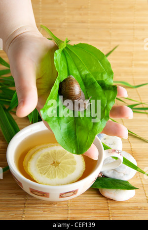 Tasse de thé vert avec du citron Banque D'Images