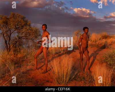 Les bushmen de Namibie debout dans le bush au coucher du soleil Banque D'Images