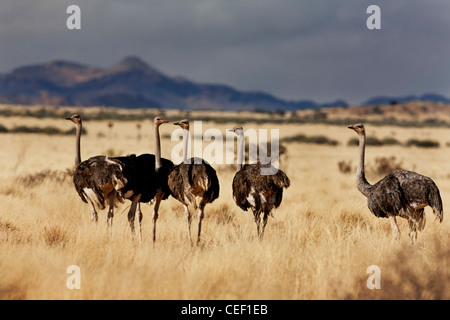 Troupeau d'autruches, Inselbergen - île de montagnes dans le sud de la Namibie Banque D'Images