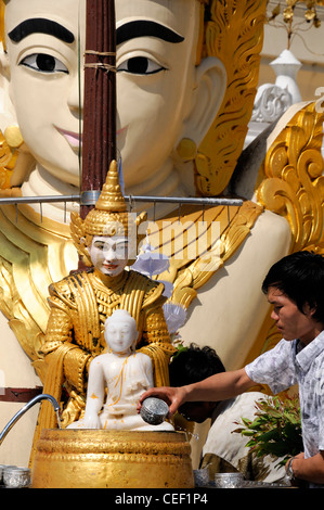 Fervent pèlerin pour verser de l'eau décisions offrant une statue de bouddha bouddhisme planète de la pagode Shwedagon à Yangon Myanmar Birmanie Rangoon Banque D'Images