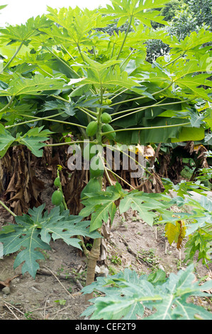 Dh PENG CHAU ISLAND HONG KONG arbre cultivé papaye champ chinois Banque D'Images