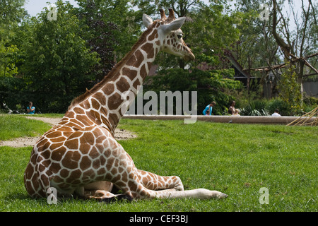 Girafe au zoo reposant sur l'herbe avec les visiteurs de passage en arrière-plan Banque D'Images