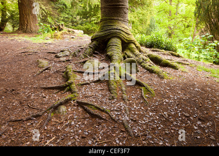 Le tronc et les racines d'un arbre monkey puzzle Araucaria araucana à proximité d'Aira Force, Cumbria, Angleterre. Banque D'Images