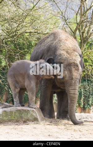 Bébé éléphant asiatique jouant ou Elephas maximus escalade sur rocher Banque D'Images