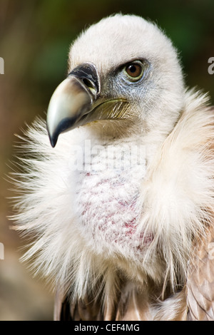 Vautour fauve - Gyps fulvus portrait ou couleur - vertical image Banque D'Images