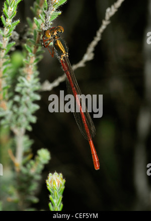 Petite Libellule Rouge - Ceriagrion tenellum mâle Banque D'Images