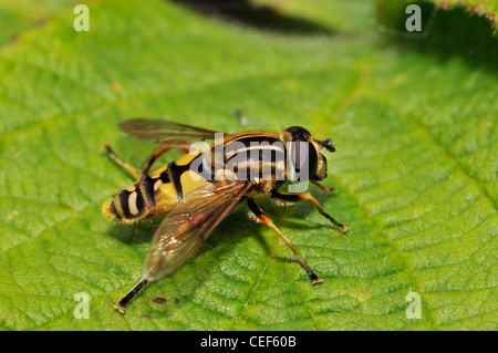 Chat Hoverfly Sunfly - Helophilus pendulus ou Banque D'Images