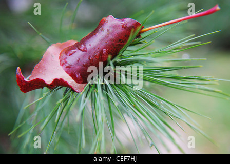 Arbre généalogique,pin,feuilles,aiguille,gouttes,parc,macro Banque D'Images