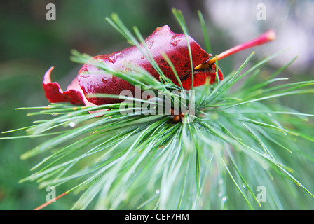 Arbre généalogique,pin,feuilles,aiguille,gouttes,parc,macro Banque D'Images